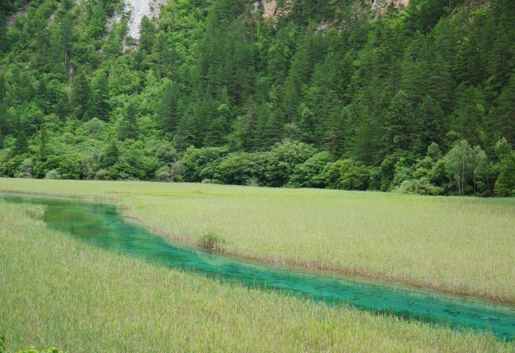 九寨沟芦苇海风光