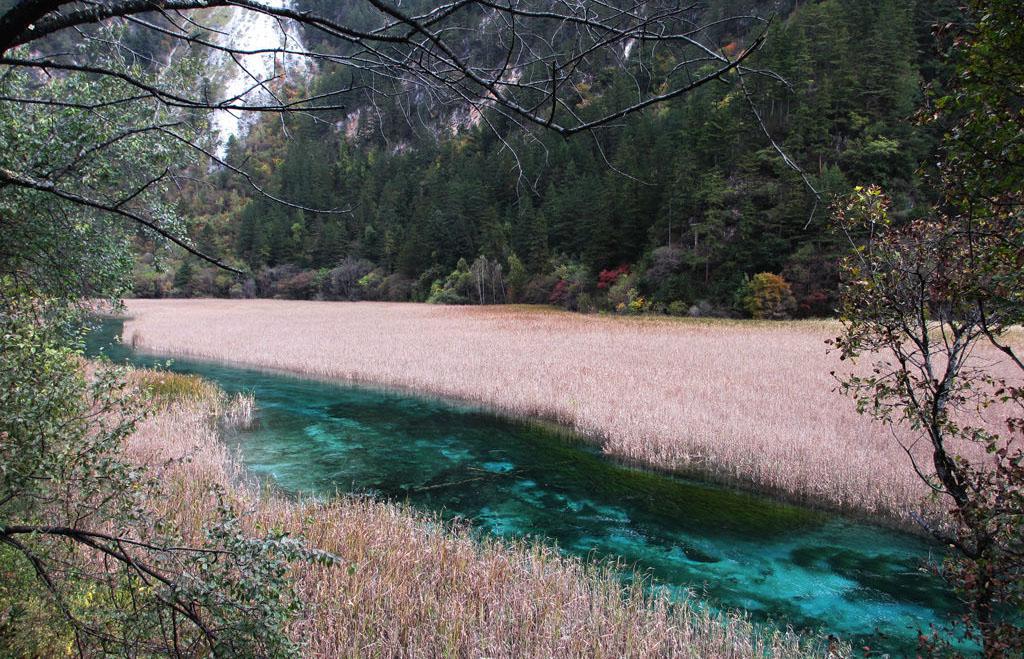 九寨沟芦苇海风光
