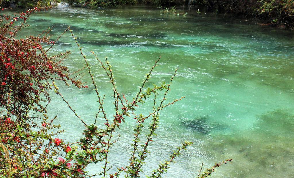 九寨沟芦苇海风光