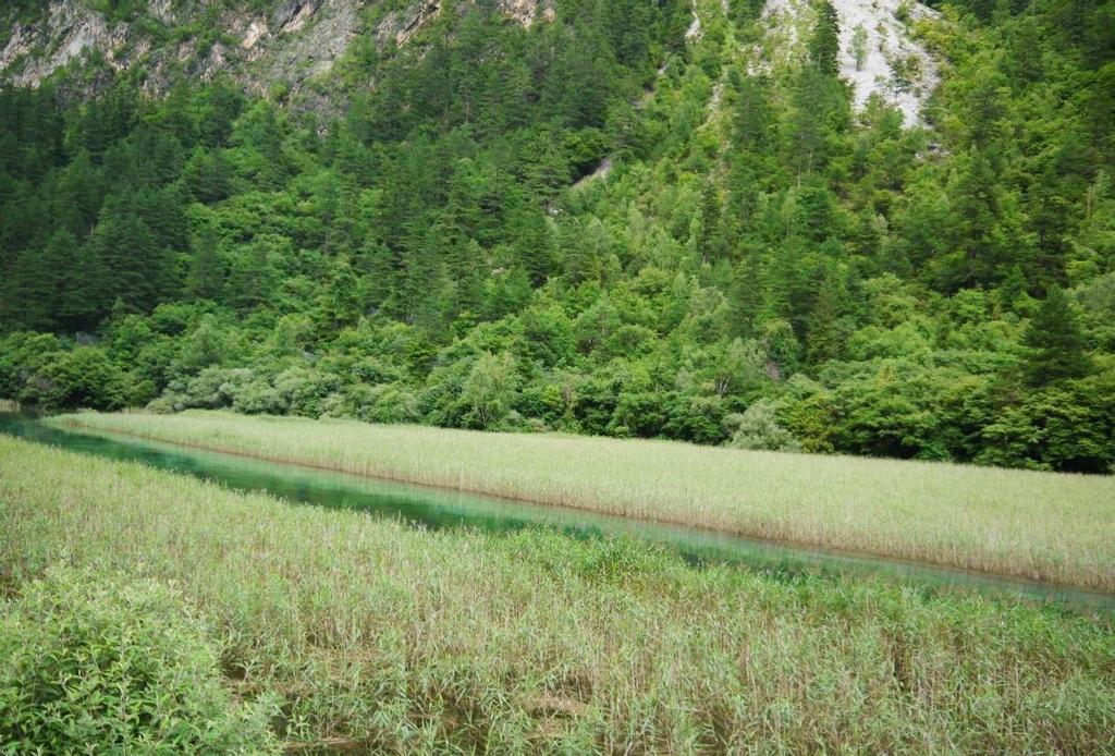 九寨沟芦苇海风光