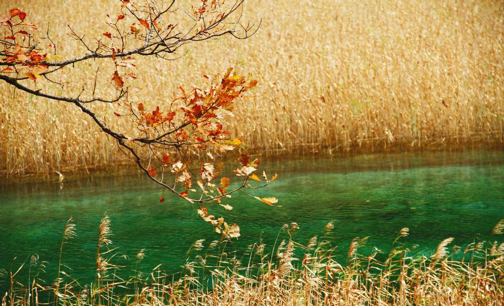 九寨沟芦苇海风光