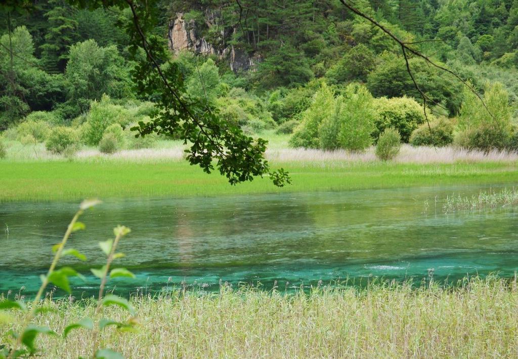 九寨沟芦苇海风光