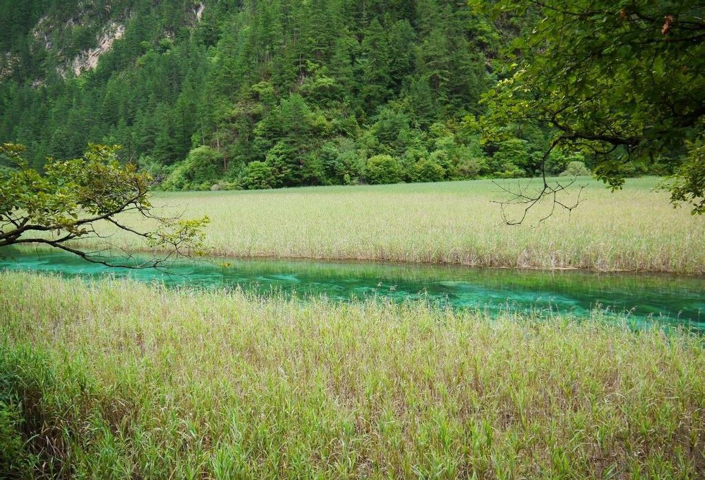 九寨沟芦苇海风光