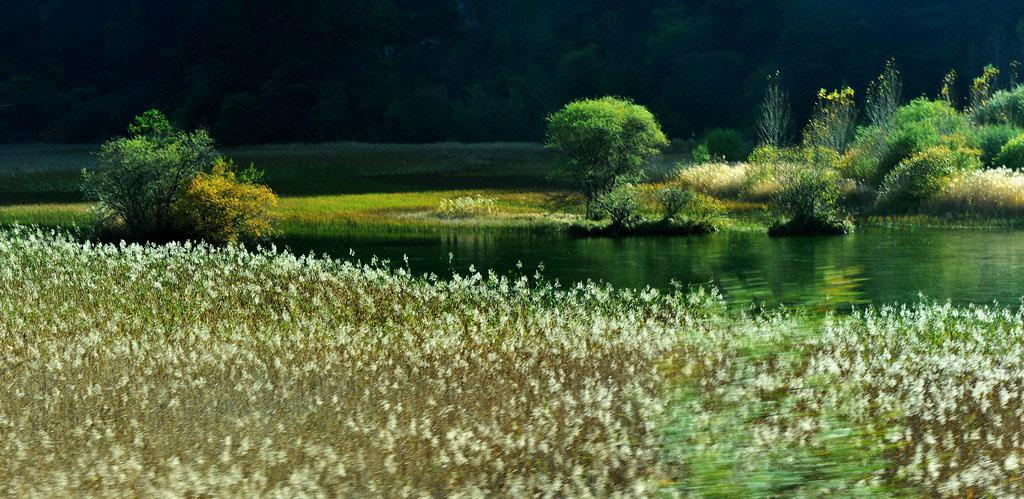 九寨沟芦苇海风光