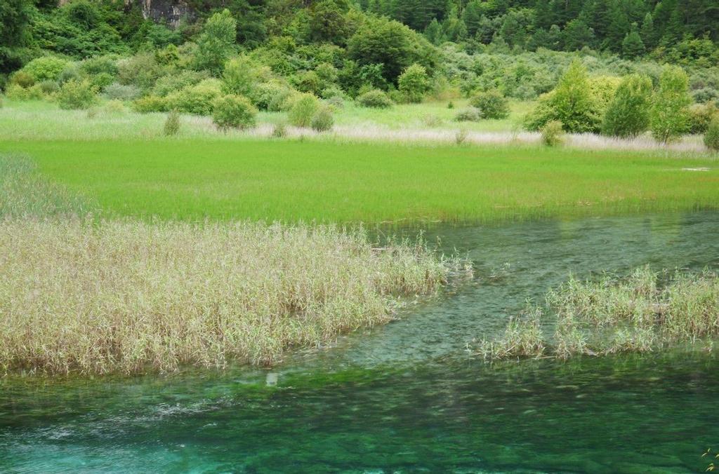 九寨沟芦苇海风光