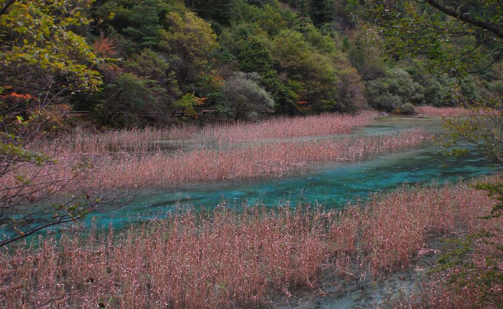 最美的九寨沟芦苇海