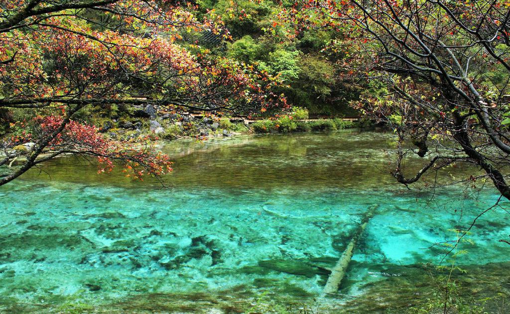 最美的九寨沟芦苇海