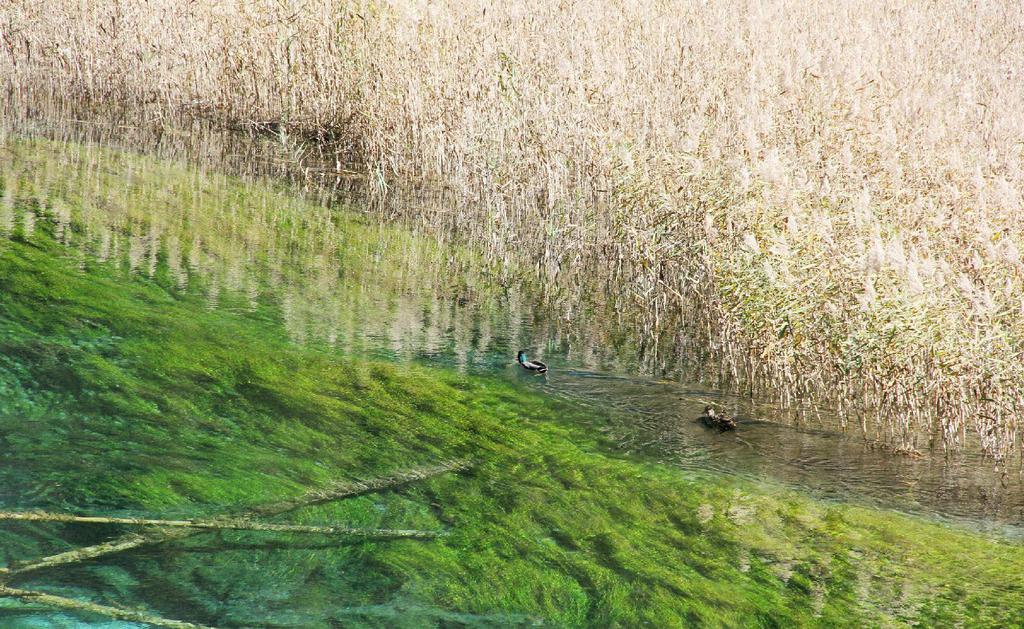 最美的九寨沟芦苇海