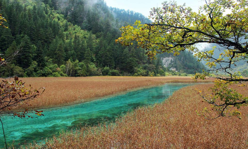 最美的九寨沟芦苇海