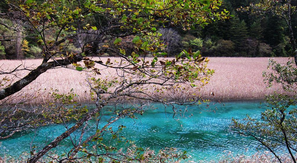 最美的九寨沟芦苇海