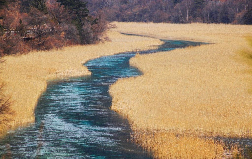 最美的九寨沟芦苇海