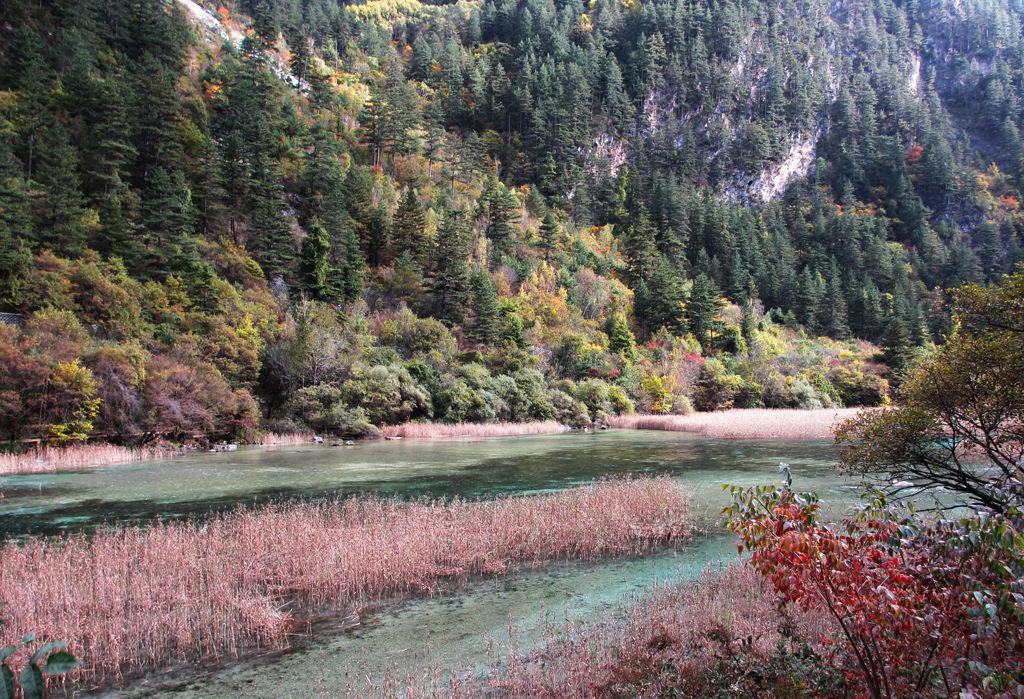 最美的九寨沟芦苇海