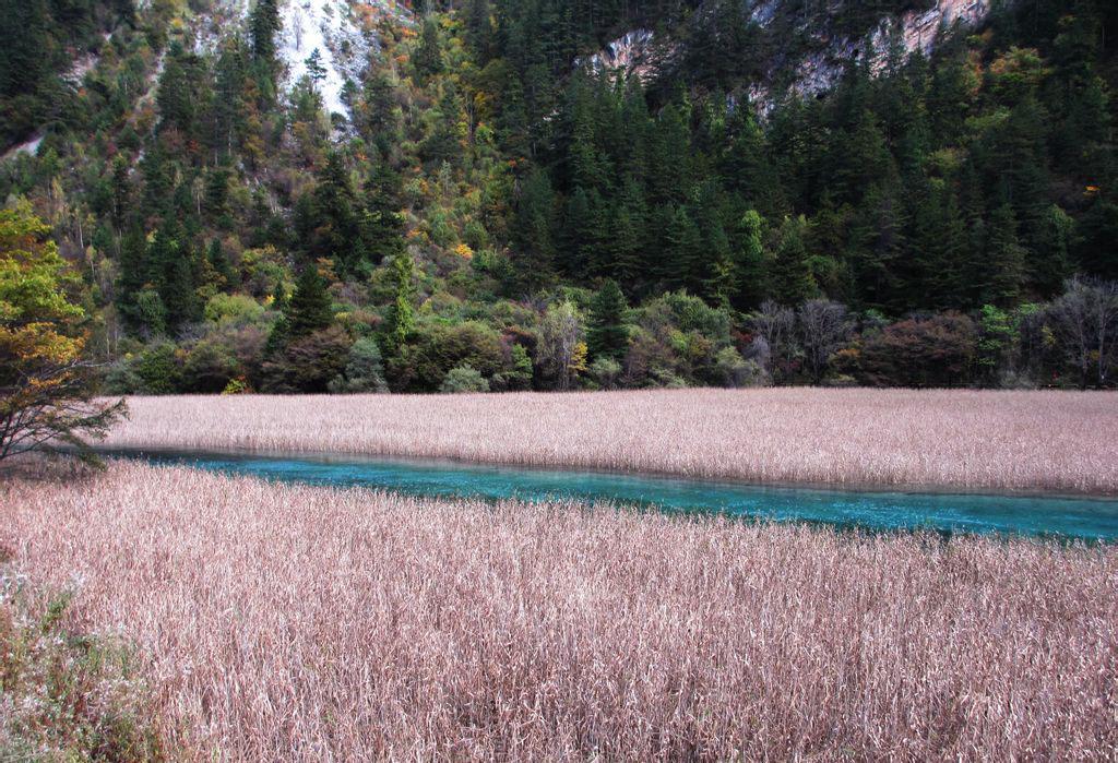 最美的九寨沟芦苇海
