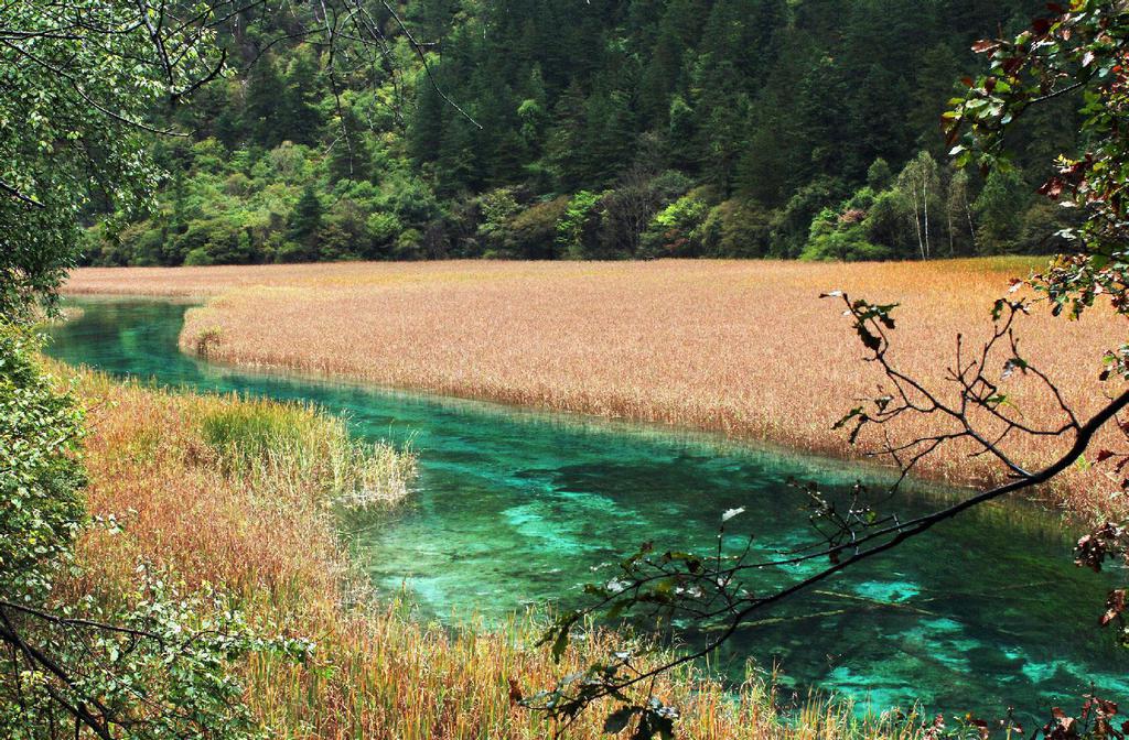 九寨沟芦苇海自然景观
