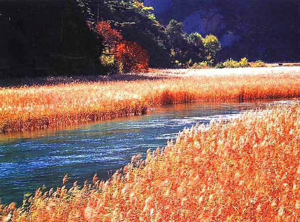 九寨沟芦苇海自然景观