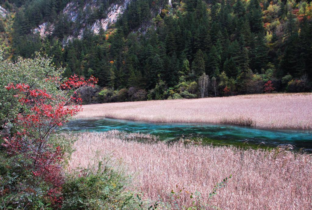 九寨沟芦苇海自然景观