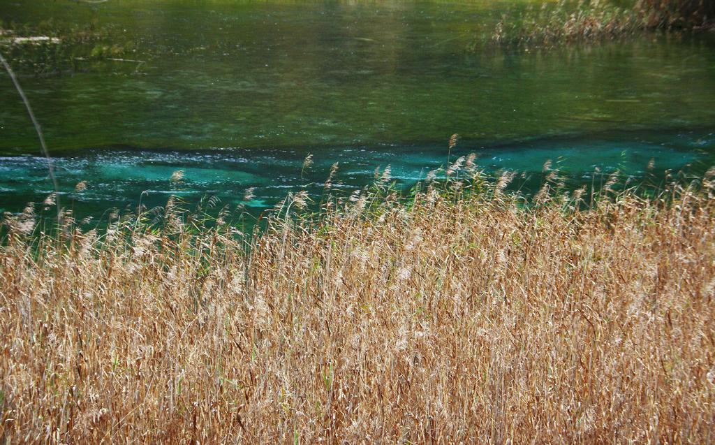 九寨沟芦苇海自然景观