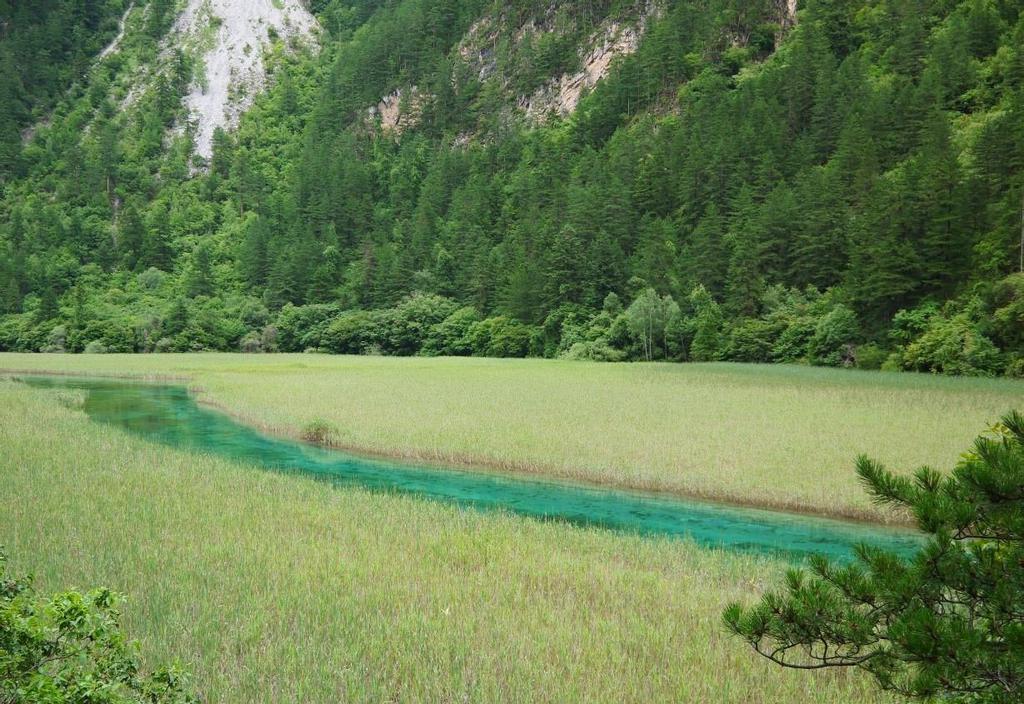 九寨沟芦苇海自然景观