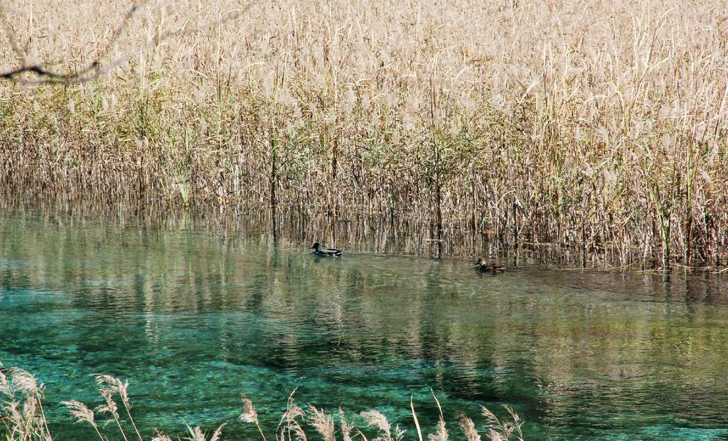 九寨沟芦苇海自然景观