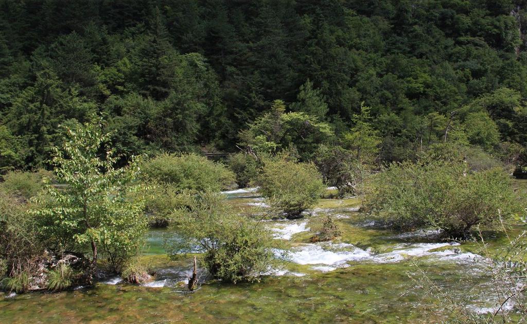 四川九寨沟盆景滩意境风光