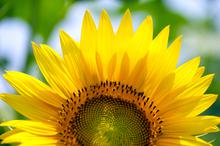 充满阳光的向日葵写真