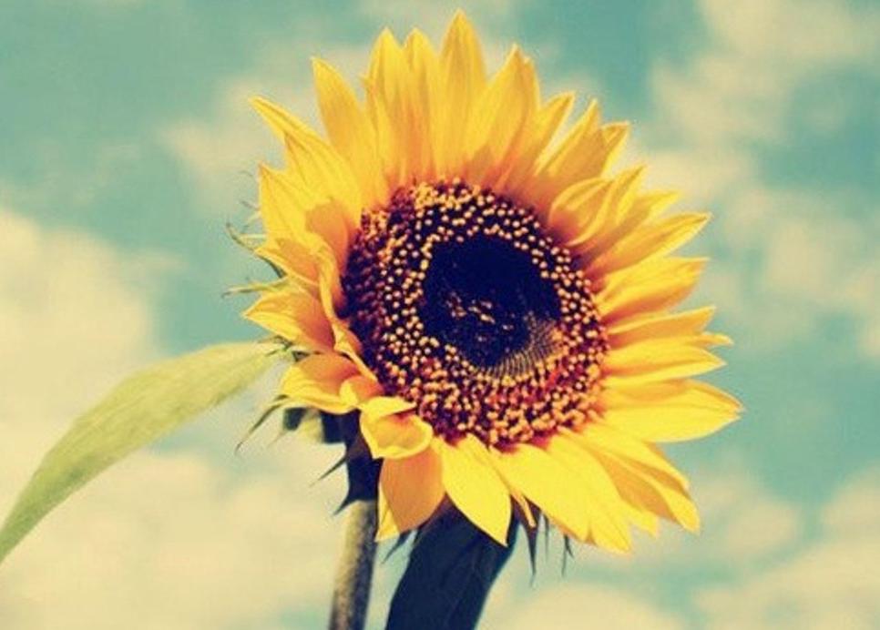 唯美向日葵意境写真