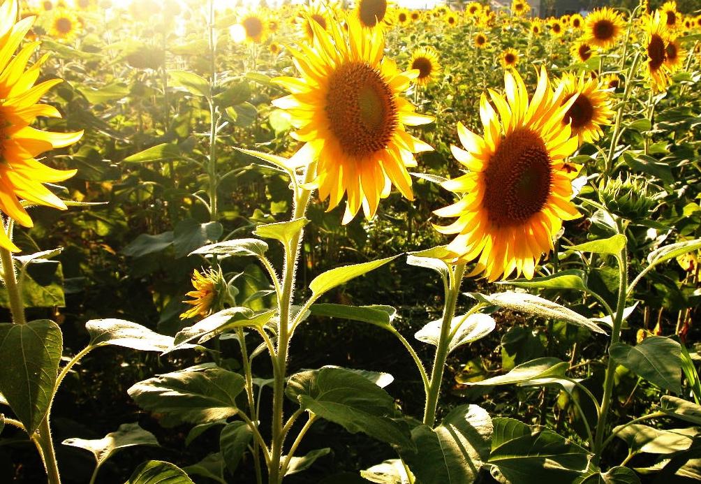 唯美向日葵意境写真