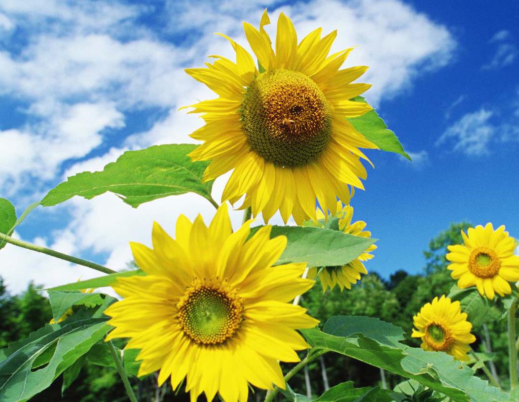 迷人的向日葵花海