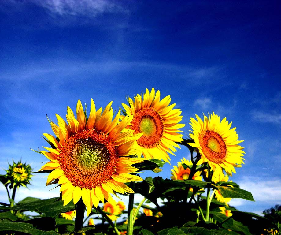 迷人的向日葵花海