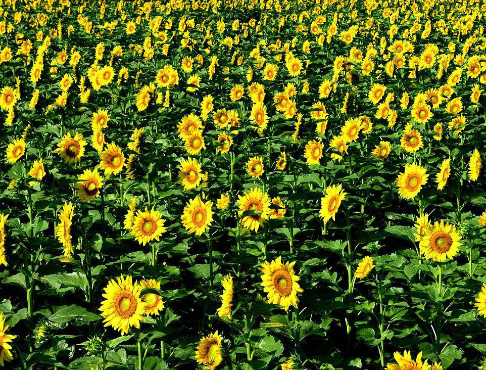 迷人的向日葵花海