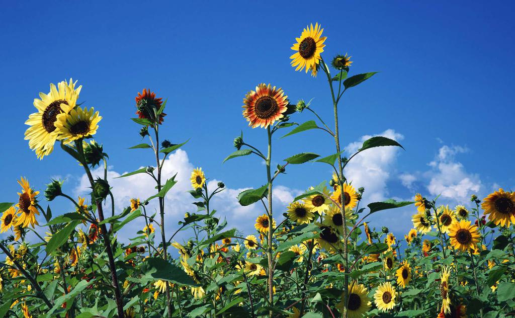 迷人的向日葵花海