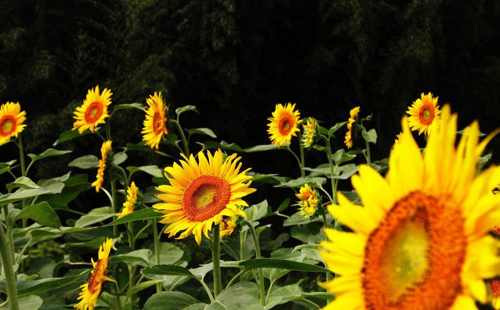 迷人的向日葵花海