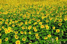 迷人的向日葵花海