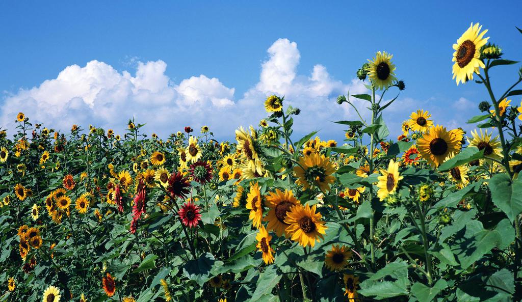 迷人的向日葵花海