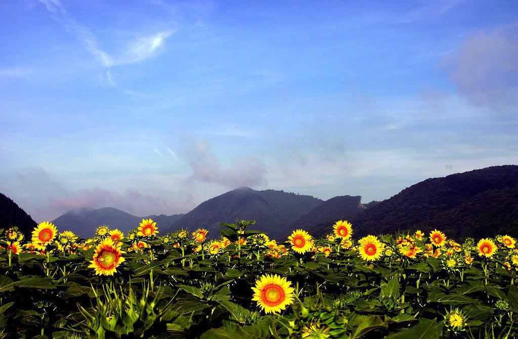 迷人的向日葵花海