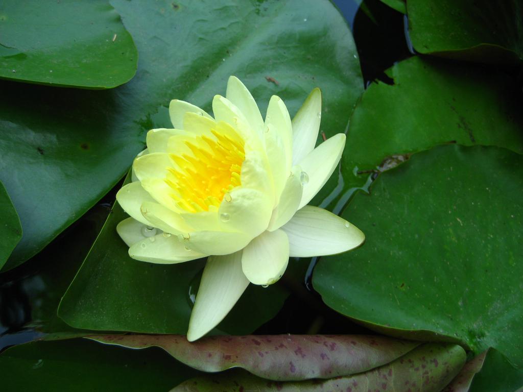 西湖十景曲院风荷