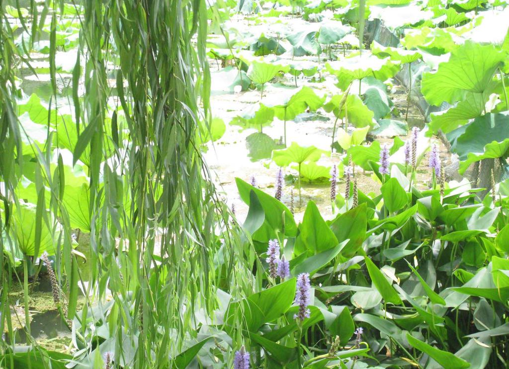 西湖十景曲院风荷