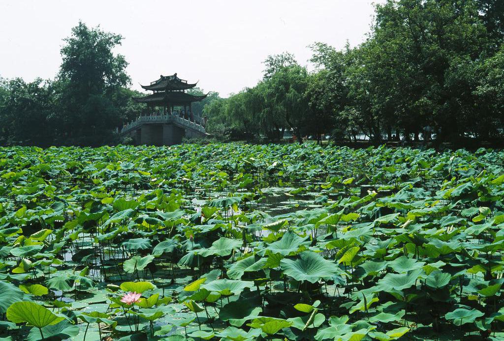 西湖十景曲院风荷