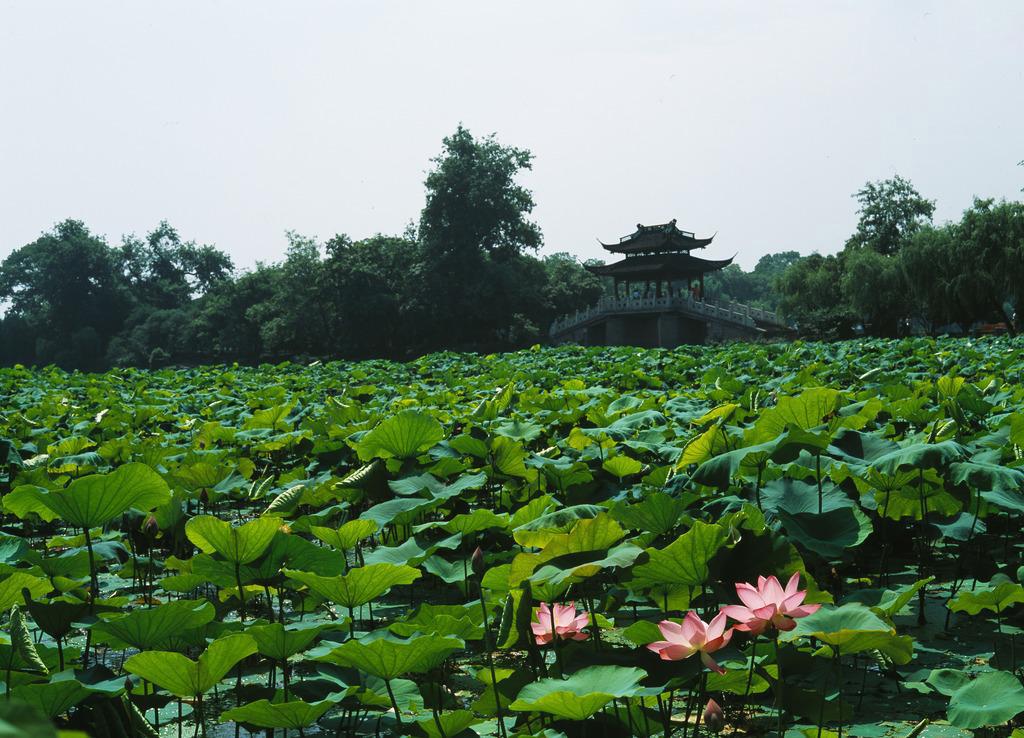 西湖十景曲院风荷