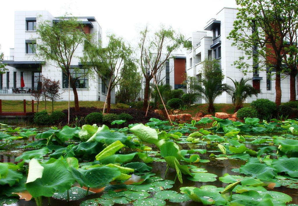 西湖十景曲院风荷