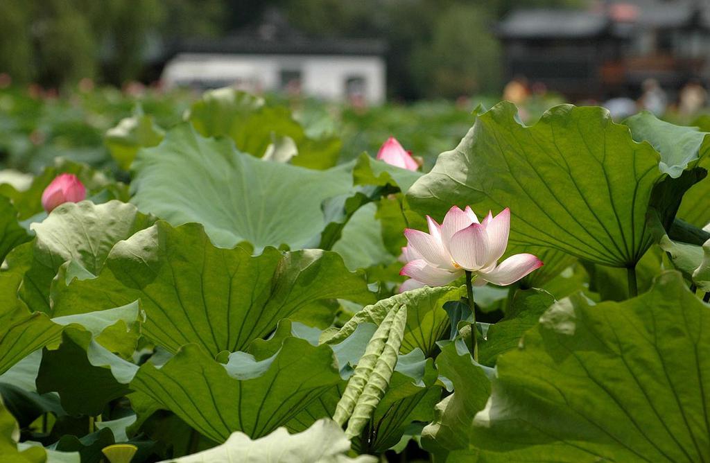 西湖十景曲院风荷