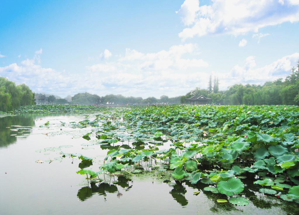 西湖曲院风荷