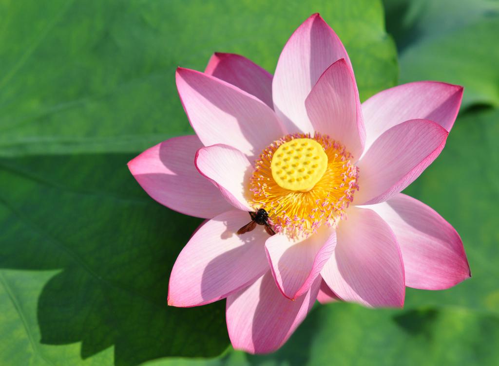 杭州西湖曲院风荷