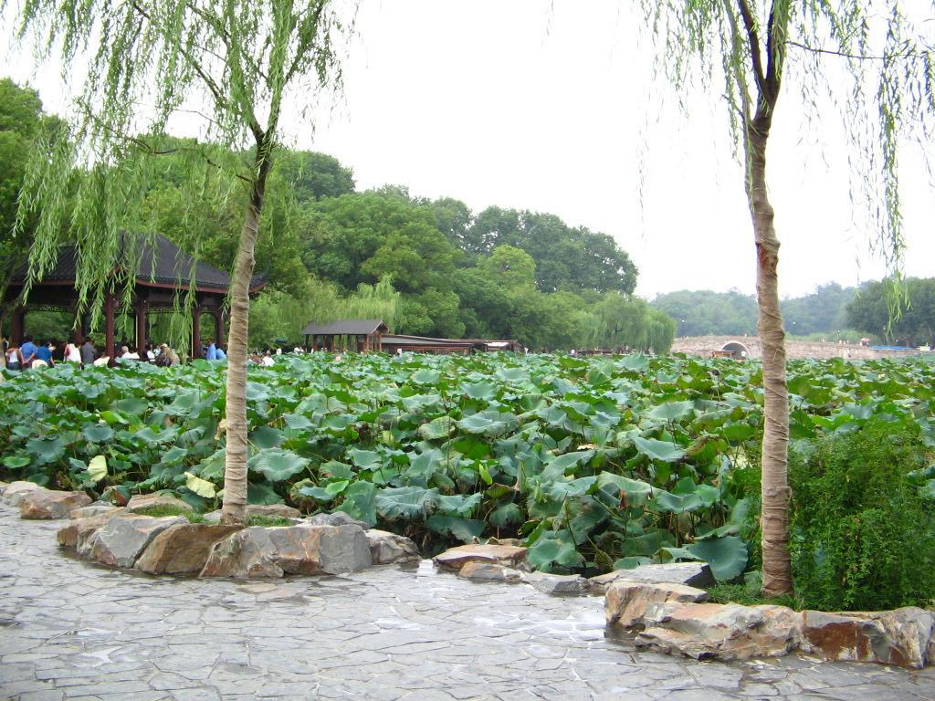 杭州西湖曲院风荷