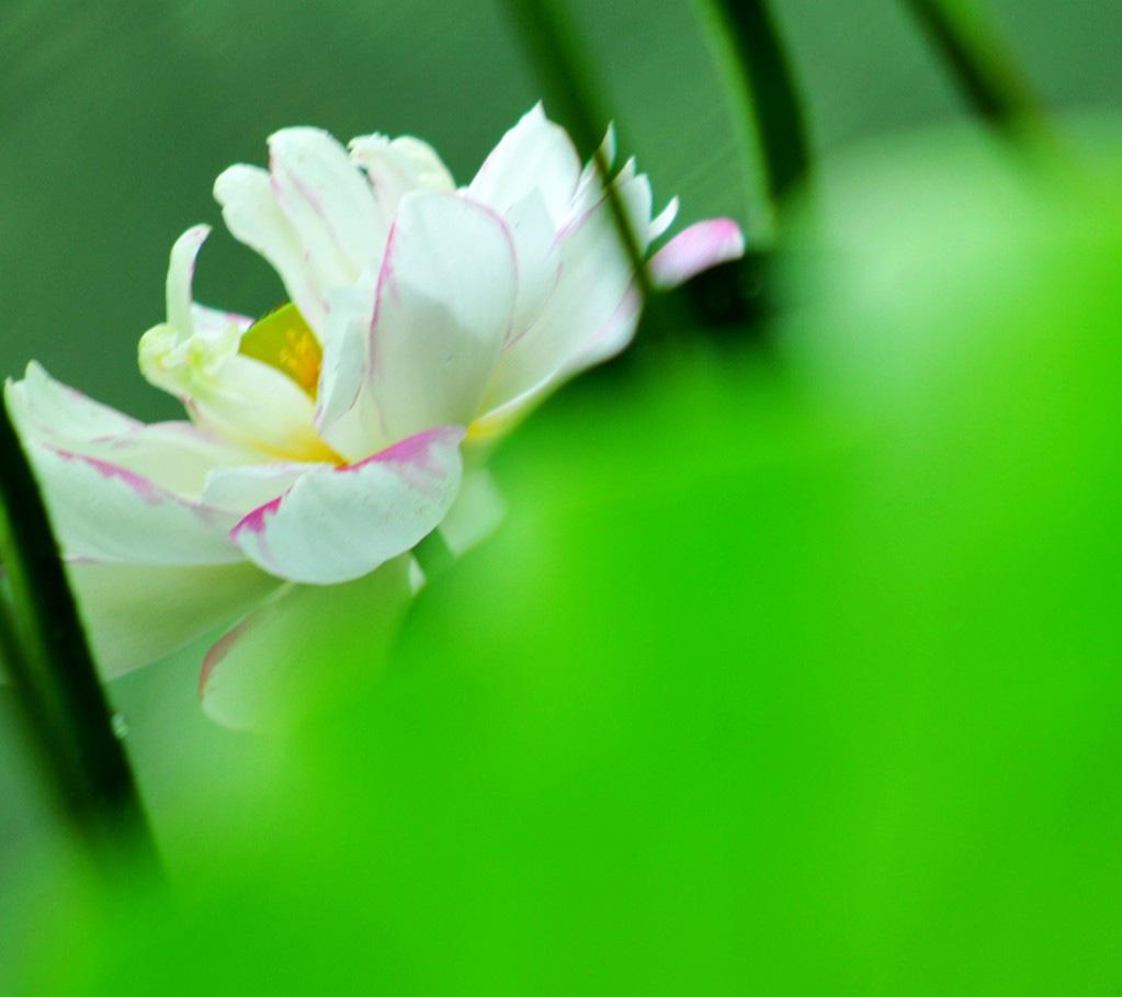 杭州西湖曲院风荷
