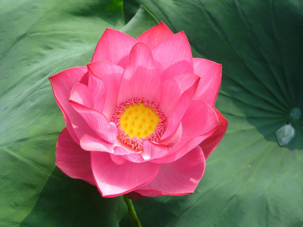 杭州西湖曲院风荷