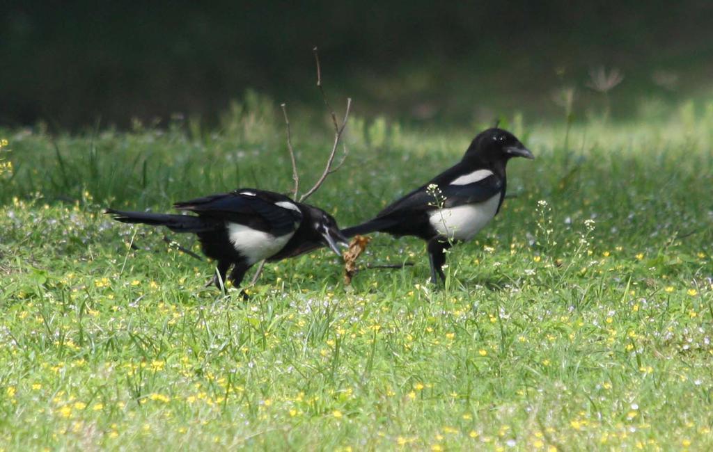 西湖十景柳浪闻莺