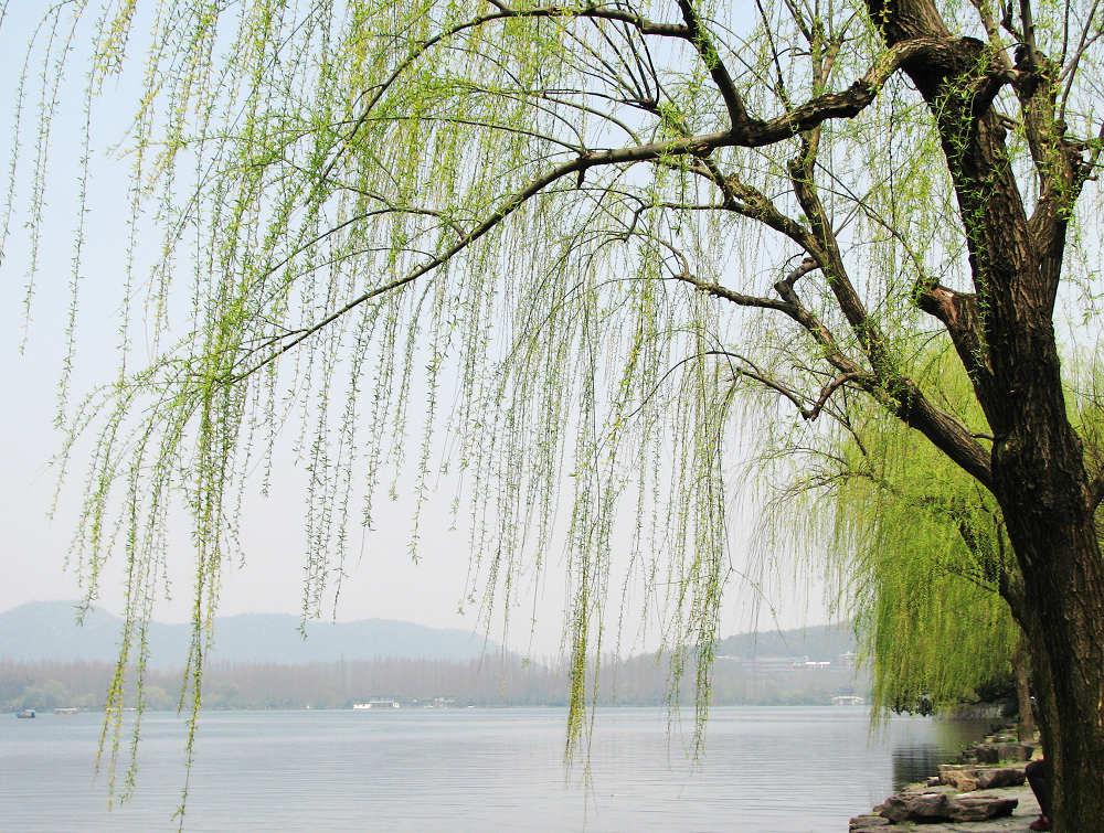 西湖十景柳浪闻莺