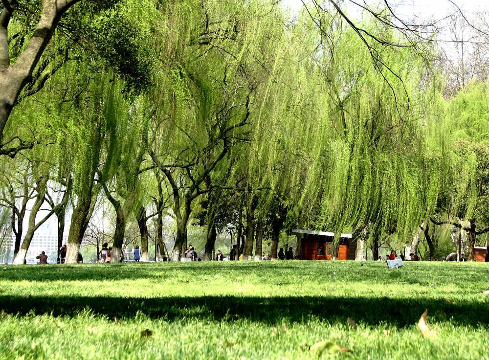 西湖十景柳浪闻莺