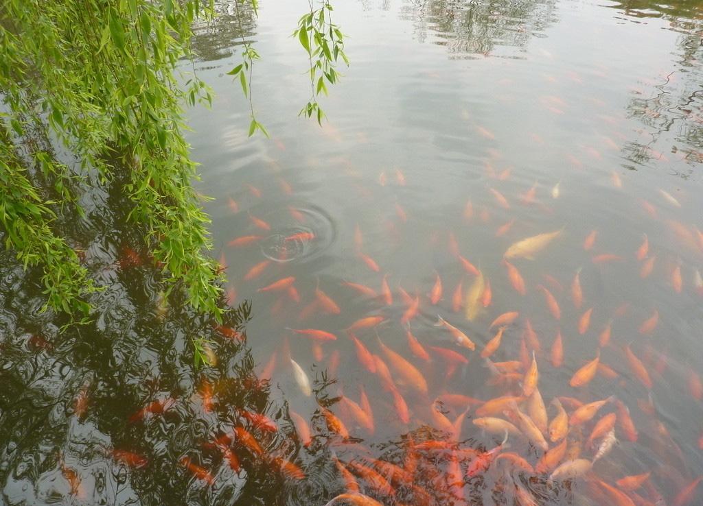 美丽风光花港观鱼